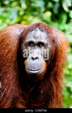 SABAH, Malaysia BORNEO 18-j hrige Orang-Utan (Pongo Pygmaeus) Miskam, fotografiert am Orang-Utan Rehabilitationszentrum Stockfoto