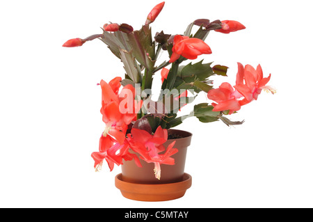 Blühende Weihnachtskaktus (Schlumbergera) auf weißem Hintergrund Stockfoto