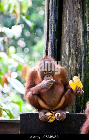 SABAH, Malaysia BORNEO Rony, eine sieben Jahre alte Orang-Utan (Pongo Pygmaeus), isst aus einer Reihe von Bananen Stockfoto