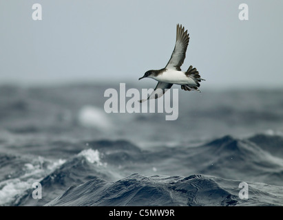 Manx Shearwater Puffinus Puffinus im Flug über stürmische See Stockfoto