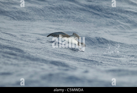 Manx Shearwater Puffinus Puffinus im Flug über stürmische See Stockfoto