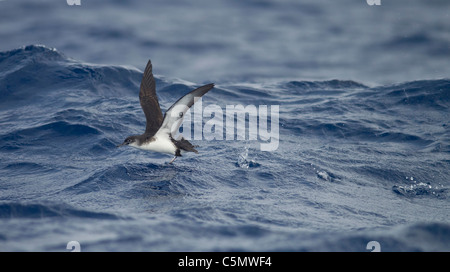 Manx Shearwater Puffinus Puffinus im Flug über stürmische See Stockfoto