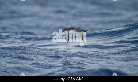 Manx Shearwater Puffinus Puffinus im Flug über stürmische See Stockfoto