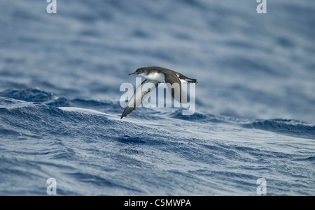 Manx Shearwater Puffinus Puffinus im Flug über stürmische See Stockfoto