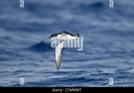 Manx Shearwater Puffinus Puffinus im Flug über stürmische See Stockfoto