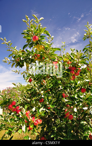 Die Reifen Äpfel am Baum, Buckler Hard, Hampshire, England, Vereinigtes Königreich Stockfoto