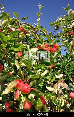 Die Reifen Äpfel am Baum, Buckler Hard, Hampshire, England, Vereinigtes Königreich Stockfoto