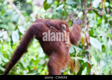 SABAH, Malaysia BORNEO sieben Monate alten baby Orang-Utan (Pongo Pygmaeus) Kecil ("klein" auf Malaiisch) klammert sich an seine Mutter, Mariko. Stockfoto