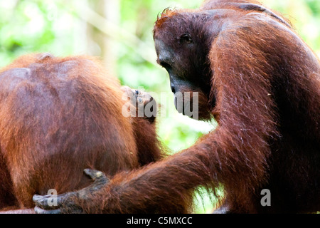 SABAH, Malaysia BORNEO dominierenden männlichen Orang-Utan (Pongo Pygmaeus) Miskam Blicke in die Augen Baby Charlie. Stockfoto