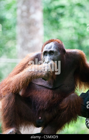 SABAH, starrt in die Ferne in den Bornean Regenwald Malaysia BORNEO dominierenden männlichen Orang-Utan Miskam. Stockfoto