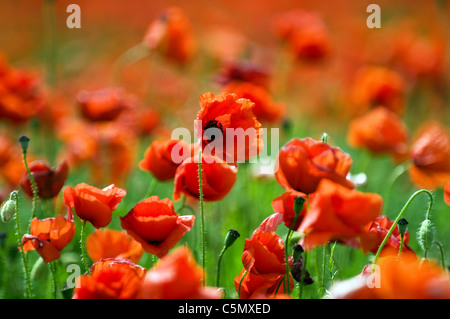 Mohnfeld in den East Midlands Stockfoto