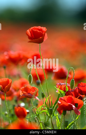 Mohnfeld in den East Midlands Stockfoto