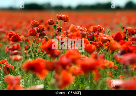 Mohnfeld in den East Midlands Stockfoto