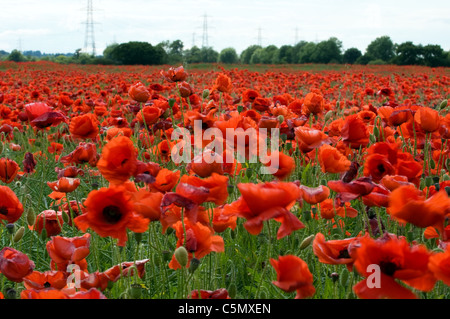 Mohnfeld in den East Midlands Stockfoto