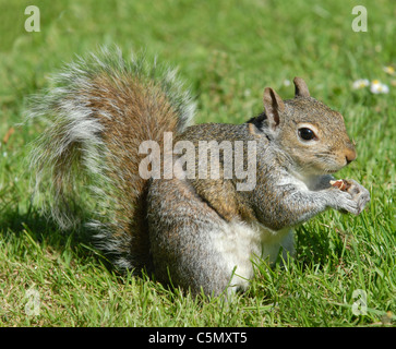 Graue Eichhörnchen Eichhörnchen Sciurus carolinensis Stockfoto