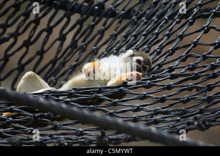 Totenkopfaffen in Hängematte biblischen Zoo Jerusalem Israel Stockfoto