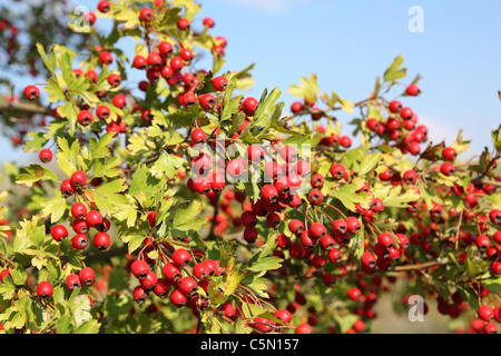 Weißdorn-Filiale in der Nähe der roten reifen Beeren Stockfoto