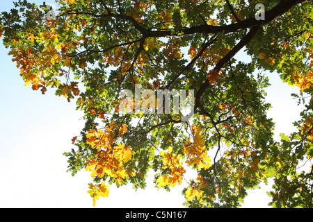 Es zeigt die Zweige der Eiche im Herbst Stockfoto