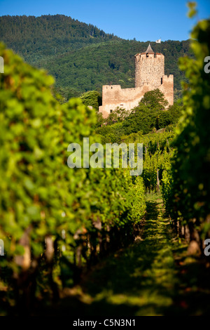 Die Ruinen des Schlosses Kaysersberg stehen über Weinberge des Grand Cru, Kaysersberg, Elsass Haut-Rhin-Frankreich Stockfoto