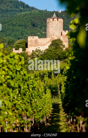 Die Ruinen des Schlosses Kaysersberg stehen über den Weinbergen des Grand Cru, Kaysersberg, Elsass, Oberrhein, Frankreich Stockfoto