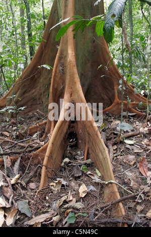 Baum (Piptadeniastrum Africana: Leguminosae), zeigen kleine Strebepfeiler, im Regenwald, Kamerun. Stockfoto