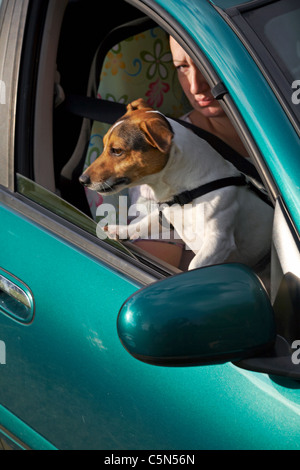 Hund auf Fahrer Schoß Stand auf Hinterbeinen offenen Autofenster, bereit für einen Spaziergang mit Blick Stockfoto