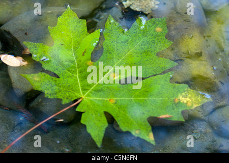 Big Leaf Ahorn (Acer Macrophyllum) Stockfoto