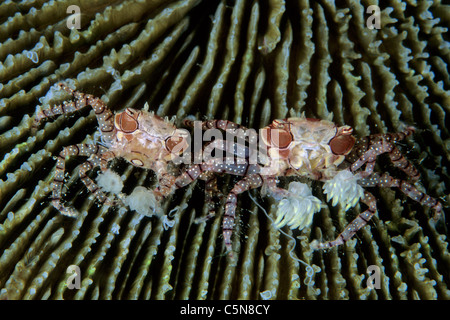 Paar Boxer Krabbe, Lybien Tesselata, Vitu-Inseln, Bismarck-Archipel, Papua Neu Guinea Stockfoto