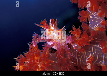 Weiche Korallen Krabbe, Hoplophrys Oatesii, Kimbe Bay, New Britain, Papua New Guinea Stockfoto