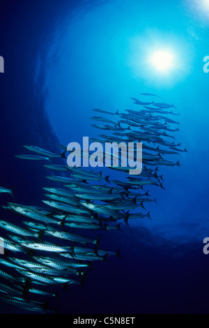 Schule der Barracuda, größten Qenie, Kimbe Bay, New Britain, Papua-Neu-Guinea Stockfoto