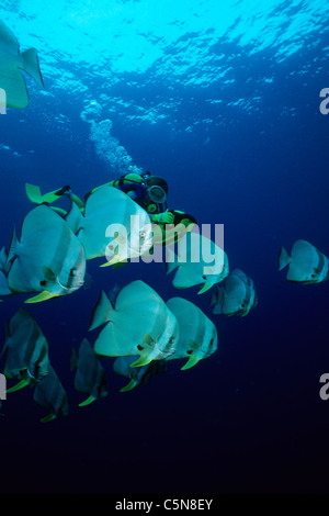 Taucher mit Roller und Untiefe Longfin Fledermausfische, Platax Teira, Kimbe Bay, New Britain, Papua Neu Guinea Stockfoto