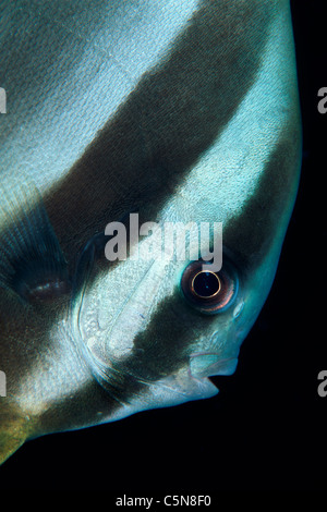 Sehnsucht Fledermausfischen Portrait, Platax Teira, Kimbe Bay, New Britain, Papua New Guinea Stockfoto