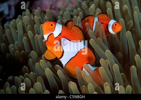 Paar Clown Anemonenfischen Amphiprion Ocellaris, Kimbe Bay, New Britain, Papua Neu Guinea Stockfoto