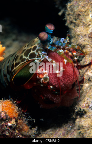 Fangschreckenkrebse mit Eiern, Odontodactylus Scyllarus, Kimbe Bay, New Britain, Papua Neu Guinea Stockfoto