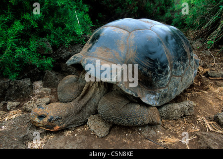 Galapagos-Riesenschildkröte, Chelonoidis Nigra, North Seymour Island, Galapagos, Ecuador Stockfoto