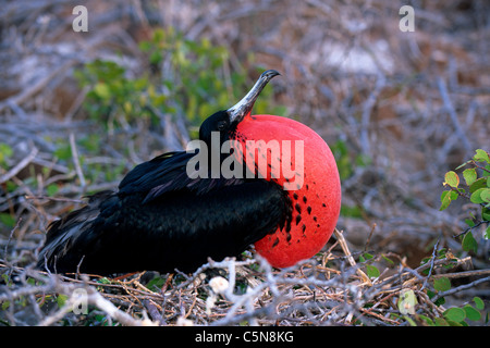 Männliche herrlichen Fregattvogels aufblasen rote Gular, magnificens Fregata, Galapagos, Ecuador Stockfoto