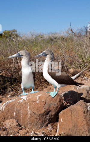 Paar blau-footed Tölpel, Sula Nebouxii, North Seymour Island, Galapagos, Ecuador Stockfoto