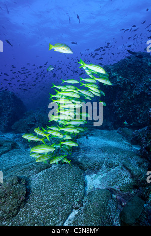 Schwarm von mexikanischen Goatfish, Mulloidichthys Dentatus, Galapagos, Ecuador Stockfoto