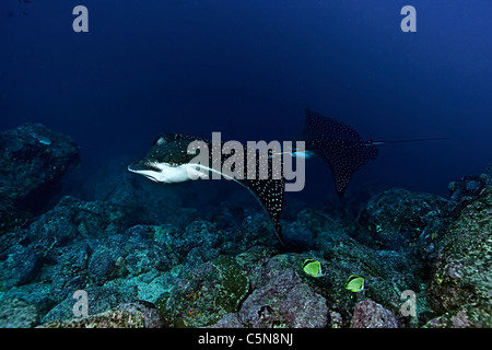 Paar von Eagle Ray, Aetobatus Narinari, Galapagos, Ecuador Stockfoto