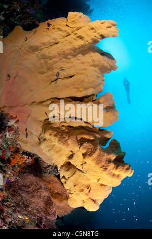 Taucher und Elephant Ear Sponge Ianthella Basta, Raja Ampat, West Papua, Indonesien Stockfoto