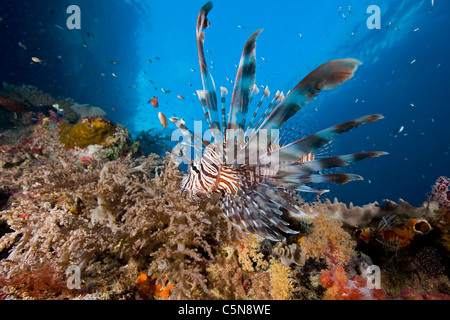 Feuerfische über Coral Reef, Pterois Volitans, Raja Ampat, West Papua, Indonesien Stockfoto