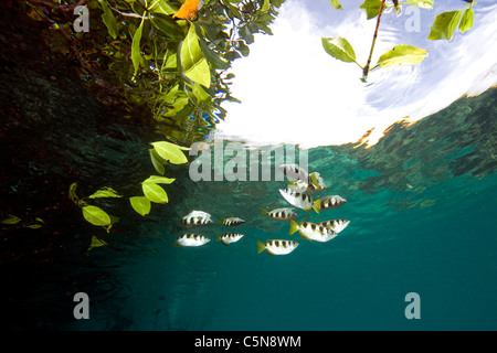 Banded Archerfishes verstecken in Mangroven, Toxotes Jaculatrix, Raja Ampat, West Papua, Indonesien Stockfoto