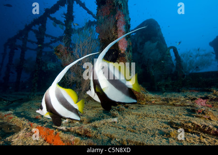 Longfin Bannerfish am Kuda Giri Wrack Heniochus Acuminatus, Süd Male Atoll, Indischer Ozean, Malediven Stockfoto