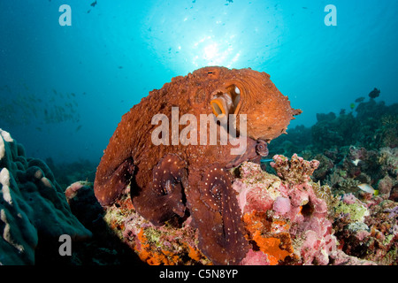 Gemeinsame Krake auf Korallenriff, Octopus Vulgaris, Indischer Ozean, Malediven Stockfoto