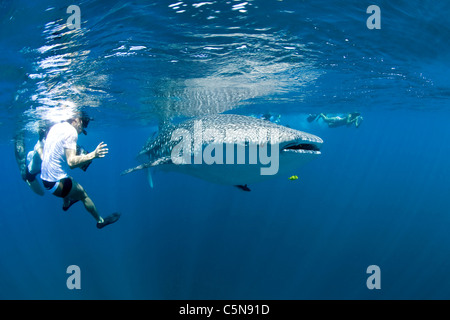 Tauchen mit Walhai, Rhicodon Typus, Indischer Ozean, Malediven Stockfoto