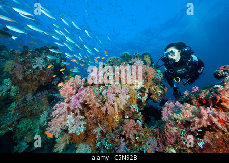 Scuba Diver auf bunten Riff, Indischer Ozean, Malediven Stockfoto