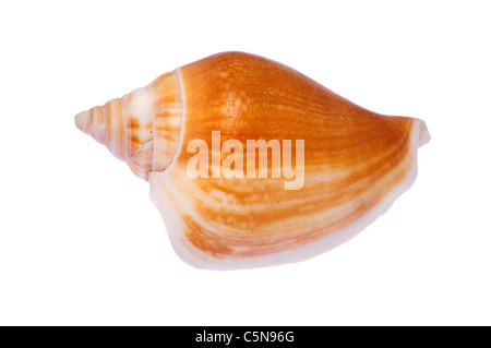 Hund-Conch-Muschel (Canarium Laevistrombus / begeistert Canarium) c5cm Stockfoto