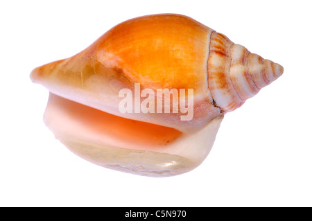 Hund-Conch-Muschel (Canarium Laevistrombus / begeistert Canarium) c5cm Stockfoto