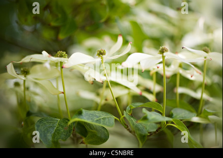 CORNUS Kousa Var Chinensis "Milky Way" chinesischer oder japanischer Hartriegel Stockfoto