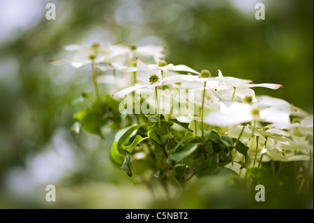 CORNUS Kousa Var Chinensis "Milky Way" chinesischer oder japanischer Hartriegel Stockfoto